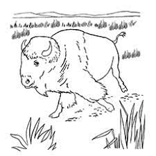 Find bufallo coloring pages collection that you can download for free here. Top 10 Free Printable Buffalo Coloring Pages Online