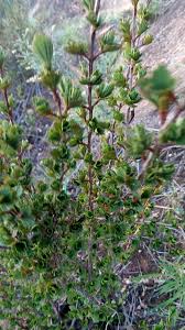 Image result for Myrothamnus flabellifolius