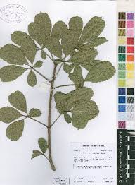 Image result for Vitex madiensis
