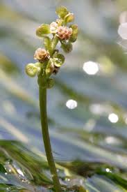 Image result for Potamogeton