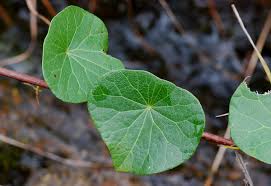 Image result for Stephania abyssinica