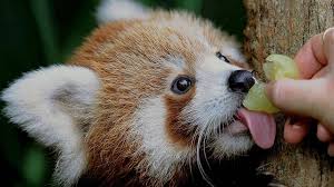The red panda (ailurus fulgens) is a furry mammal with a lush red coat, a bushy tail, and a masked face.although both the red panda and the giant panda live in china and eat bamboo, they are not close relatives. Red Pandas Are Two Species Not One Bbc News