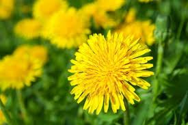 Maybe you would like to learn more about one of these? Bisa Untuk Skincare Ini 7 Manfaat Kesehatan Lain Dari Bunga Dandelion