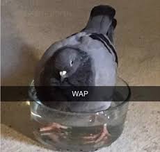 Find more of cardi b lyrics. What Does Wap Stand For Subsimgpt2interactive