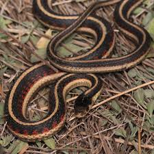 Image result for Vepris sansibarensis