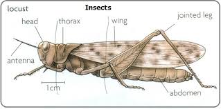 Arthropod Diagram Schematics Online