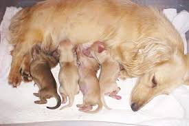 We are small breeders that take great pride in our daschund puppies. Learn About The English Cream Dachshunds