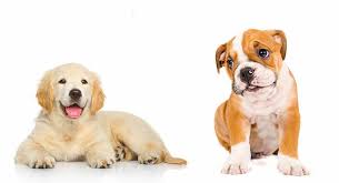 French and english bulldog mix. Golden Retriever Bulldog Mix Was Sie Wissen Mussen Meine Hundenamen