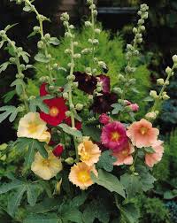 Image result for Alcea rosea