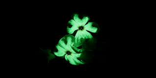 Fragrancenet.com offers a variety of designer haircare, shampoo treatments & more.buy now Uncovering The Mystery Behind Glow In Dark Fungi Goldbio
