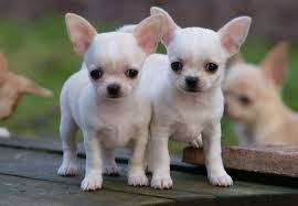 ڿڰ Aussiegirl Adorable Chihuahua Chihuahuas Pinterest Mascotas Animales Y Chihuahueno