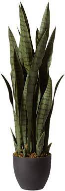 Our snake plant information and care guide provides all the requirements to. Nearly Natural Green 4855 Sansevieria Pflanzgefass 88 9 Cm Schwarz Amazon De Kuche Haushalt Wohnen