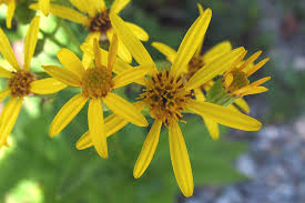 Image result for Senecio retrorsus