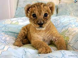 Lions Google Search Baby Lion Cubs Kittens Cutest Baby Baby Lion