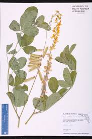 Image result for Crotalaria pallida