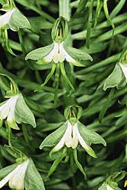 Image result for Bonatea antennifera