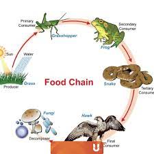 Rantai makanan menjadi jalur masuk aliran energi bagi makhluk hidup. Rantai Makanan Dan Jaring Jaring Makanan Dalam Ekosistem Sawah Kumparan Com