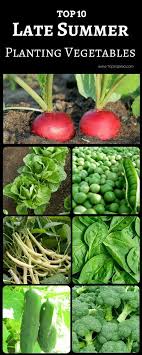 Succession planting of summer crops when the season permits, maximizes garden space and provides a bountiful fall harvest. Top 10 Vegetables To Plant In Late Summer Summer Vegetables Garden Winter Vegetables Gardening Summer Vegetable