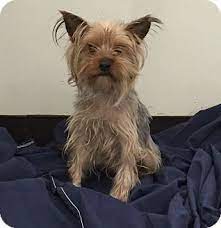 Newark Nj Yorkie Yorkshire Terrier Meet Millie A Dog For Adoption Yorkshire Terrier Yorkie Yorkshire Terrier Yorkie