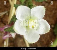Image result for Hibiscus micranthus
