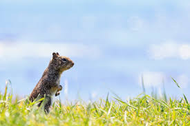 Ground squirrel babies are not as lucky. Usa California California Ground Squirrel Looking Standing On Grass Stockphoto