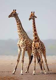 Giraffes Standing Together By Johan Swanepoel Giraffe Bilder Bilder Wohnzimmer