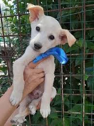 La corretta socializzazione di un cucciolo di rat terrier include l'esposizione dell'animale a un'ampia. Meticcio Bastardino Cani Lombardia Annunci Animali Trovacuccioli Com Gratis Cani Gatti