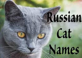 If your female feline has a stunning azure gaze, she needs an exotic name to honor her beauty. The 51 Best Russian Cat Names 2021 Cat Mania