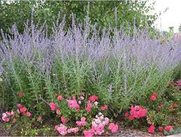 Image result for Perovskia atriplicifolia lacey blue lisslitt photo