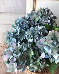 アジサイの花の部分が緑の葉っぱみたいになってるのは病気 あえて病気にさせて売ってたりもするらしい こわ Togetter