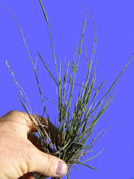 Image result for Paspalidium