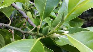 Check spelling or type a new query. Michelia Alba Alpine Nurseries