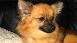 Pom-Chi - PetGuide