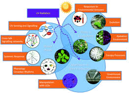Check spelling or type a new query. A Perspective On Ecologically Relevant Plant Uv Research And Its Practical Application Photochemical Photobiological Sciences Rsc Publishing