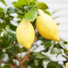 In 1965, trini lopez recorded the most successful version of the song which hit number twenty on the billboard hot 100 and number two on the billboard middle road singles. Lemon Tree Plant Citrus Limon Outdoor Plants Patch Patch