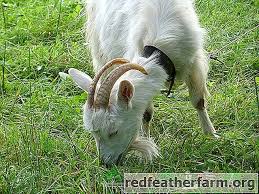 Apa Kambing Makan Di Rumah Apa Yang Perlu Makan Pada Musim Sejuk Supaya Terdapat Lebih Banyak Susu Dan Berapa Banyak Rumput Kering Yang Anda Perlukan Haiwan 2020