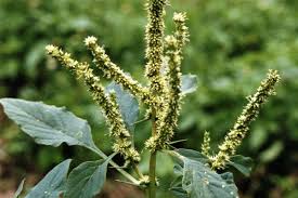 Image result for Amaranthus spinosus