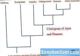 Pengelompokkan makhluk hidup, dilakukan dengan menggunakan. Perbedaan Antara Cladogram Dan Pohon Filogenetik Bandingkan Perbedaan Antara Istilah Serupa Ilmu 2021