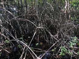 Well you're in luck, because here they come. Colohatchee Park Wilton Manors 2021 All You Need To Know Before You Go With Photos Tripadvisor