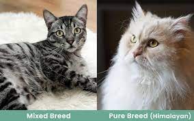 What Breed Is My Cat? Identification Guide (With Pictures) - Excited Cats