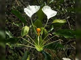 Image result for Cadaba