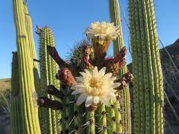 Choose from 20000+ blooming cactus graphic resources and download in the form of sorry, your download speed is too frequent, and the system suspects that there is a risk of robot operation. Great Western Loop Organ Pipe Cactus National Monument Just A Little Further