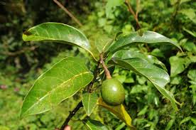 Image result for Beilschmiedia rwandensis