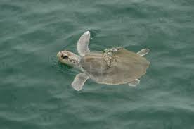 Kemps Ridley Sea Turtle Turtle Sea Turtle Turtle Love