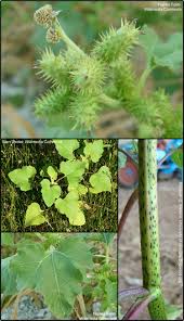 Image result for Xanthium