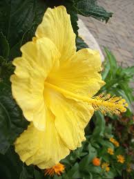 Image result for Hibiscus meyeri
