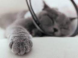 Spay Neuter How Much Does It Cost To Fix A Cat And More Petmd