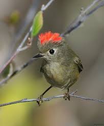 Orange Birds Of Western Washington This Is A Male Ruby Crowned Kinglet The Orange To Bright Red Crests Are Only Found On Males And Are Generally Not Rai Pet Birds Beautiful Birds Pretty Birds