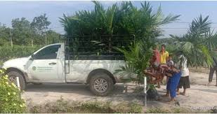 Peremajaan Sawit Rakyat Ratusan Ribu Bibit Unggul PTPN V Diborong Petani