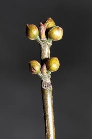 Image result for Lauraceae